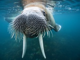 Adult Male Walrus, Lagoya, Svalbard, Norway