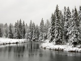 Fresh, Heavy, Wet Snow on Trees Along Banks of Junction Creek, Lively, Ontario, Canada.