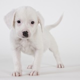 Pitbull puppy