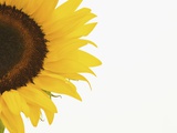 Sunflower Photographic Print