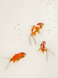 Goldfish Swimming