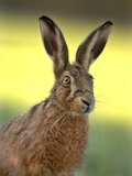 Buy Alert Adult Brown Hare at AllPosters.com