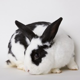 Black and tan rabbit