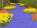 Flowers at Keukenhof Garden
