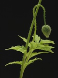Corn Poppy Bud, Close-up