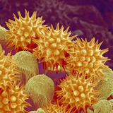 Buy Sunflower pollen at a magnification of x1000 at AllPosters.com