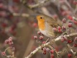 European robin perched among frost covered berries