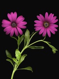 African Daisies