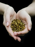 Buy Handful of Pumpkin Seeds at AllPosters.com
