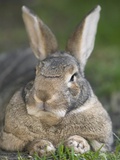 Domestic rabbit