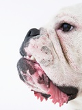 Face of a bulldog