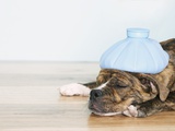 English bulldog feeling sick