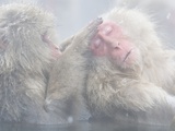 Buy Japanese Macaque Grooming Another in Hot Spring at AllPosters.com