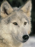 Buy Gray Wolf White color phase Rocky Mountains Winter Canis lupus at AllPosters.com
