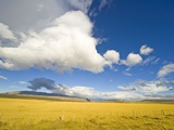 Cumulus Clouds Over Golden Pampas in Chile