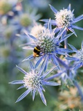 Buy Eryngium BOURGATII 'PICOS BLUE' at AllPosters.com