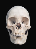 Buy Frontal View of Human Male Skull at AllPosters.com