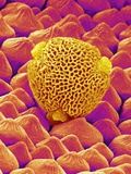 Buy Pollen of a Geranium at AllPosters.com