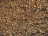 Pulp Wood Stacked in Processing Yard, British Columbia, Canada.