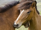 Buy Horses, mare and colt, near Egilsstaoir, East Iceland at AllPosters.com