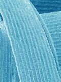 Lens fiber of eye (rabbit)