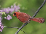 Buy Male Northern Cardinal (Cardinalis cardinalis) in Redbud Tree, Point Pelee National Park, Ontario at AllPosters.com
