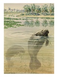 Buy A Painting of Two, Feeding, Florida Manatees at AllPosters.com
