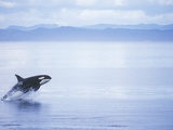 Killer Whale Breaching, British Columbia, Canada.
