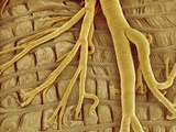 Buy Interior of moth larva at AllPosters.com