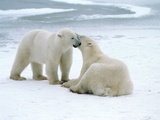 Polar bears