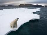 Buy Polar Bear on Melting Iceberg in the Svalbard Islands at AllPosters.com