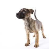 Mastiff puppy