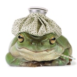 Frog with Water Bottle on Head and Thermometer in Mouth