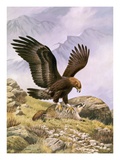 A Golden Eagle Sinks its Talons into a Frightened Hoary Marmot.
