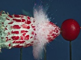 Buy Tri Radish Destruction at AllPosters.com
