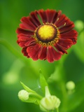 Buy Helenium dunkelpracht at AllPosters.com