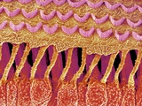 Buy Sensory hair of inner ear (rat) at AllPosters.com