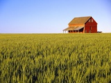 Wheat Crop Growing in Field Before Barn
