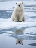 Buy Polar Bear on ice at AllPosters.com