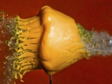 Buy Squash Explosion at AllPosters.com