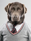 Dog in a sweater Photographic Print
