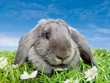 Buy Rabbit on grass at AllPosters.com