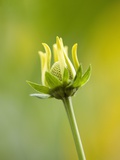 Buy Emerging bud of rudbeckia nitida herbstonne at AllPosters.com