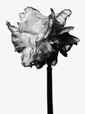 Buy Flower at AllPosters.com