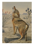 Buy A Painting of a Howling Arizona, or Mearns, Coyote at AllPosters.com