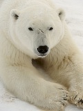 Buy Polar bear (Ursus maritimus) at AllPosters.com