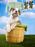 Bulldog Puppy in Laundry Basket