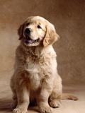 Buy Golden Retriever Puppy at AllPosters.com