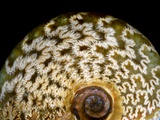 65 million year old ammonite fossil
