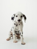 Buy Dalmatian Puppy at AllPosters.com